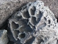 Acque_Grandi - Acque_grandi_fossili_20100124 040.jpg